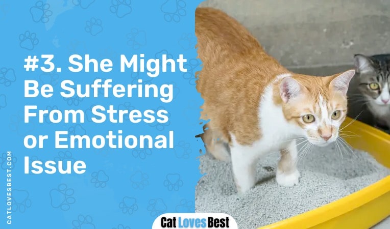 your cat might be suffering from stress or emotional issue