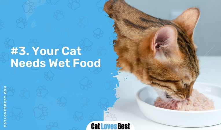 your cat needs wet food
