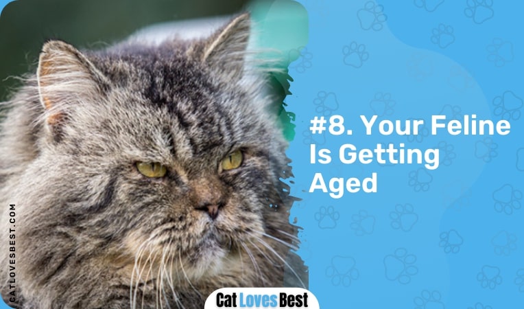your feline is getting aged