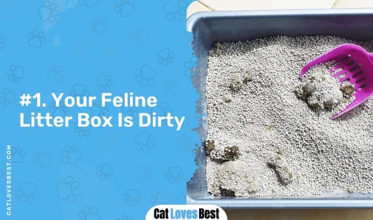 your feline litter box is dirty