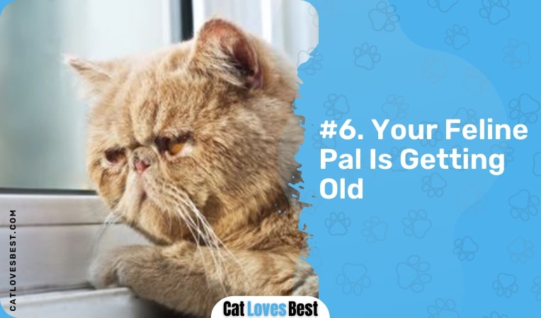 your feline pal is getting old