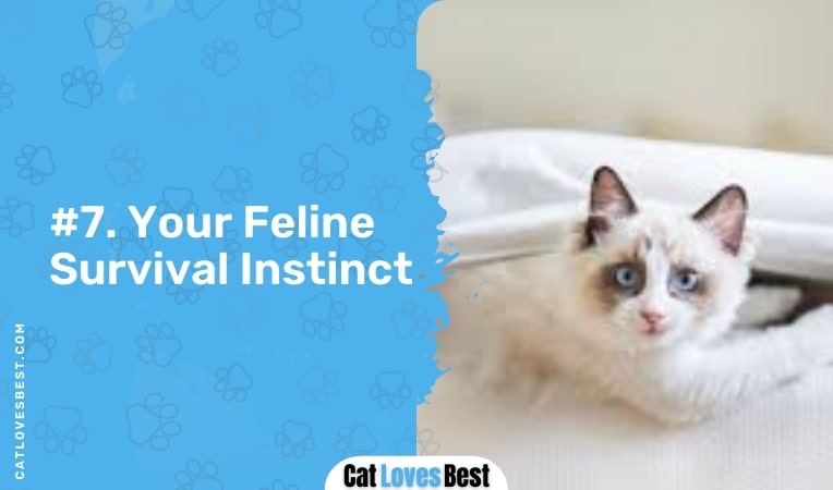 your feline survival instinct