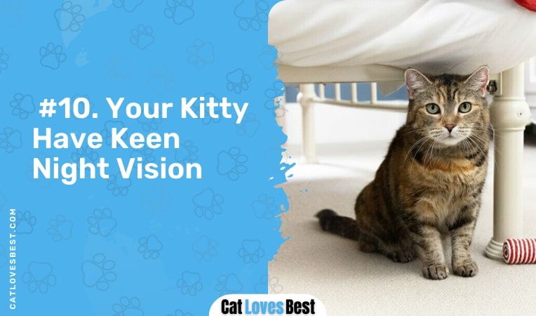 your kitty have keen night vision