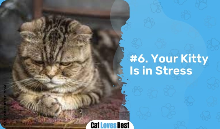 your kitty is in stress
