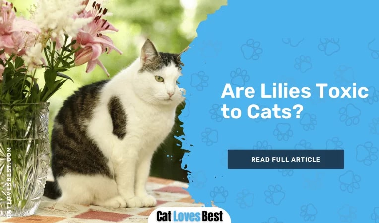 Are Lilies Toxic to Cats