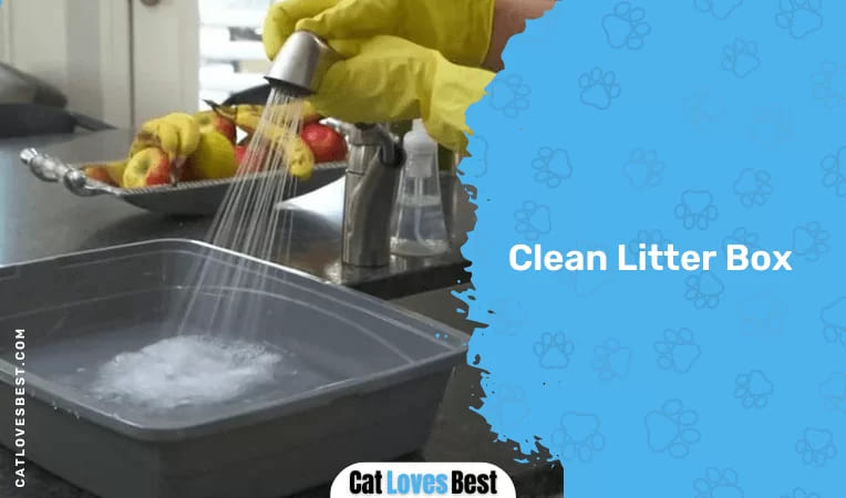 Clean Litter Box