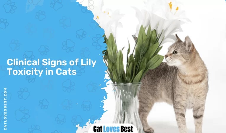 Clinical Signs of Lily Toxicity in Cats