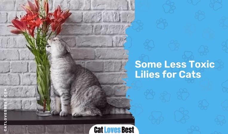 Some Less Toxic Lilies for Cats