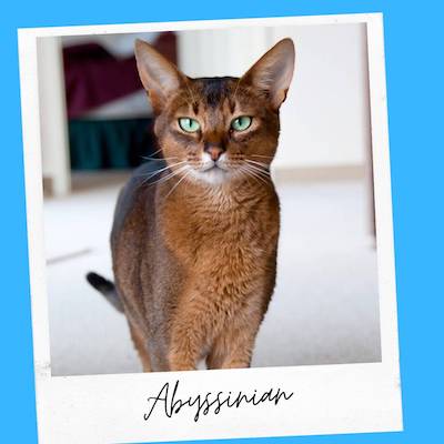 abyssinian cat breed