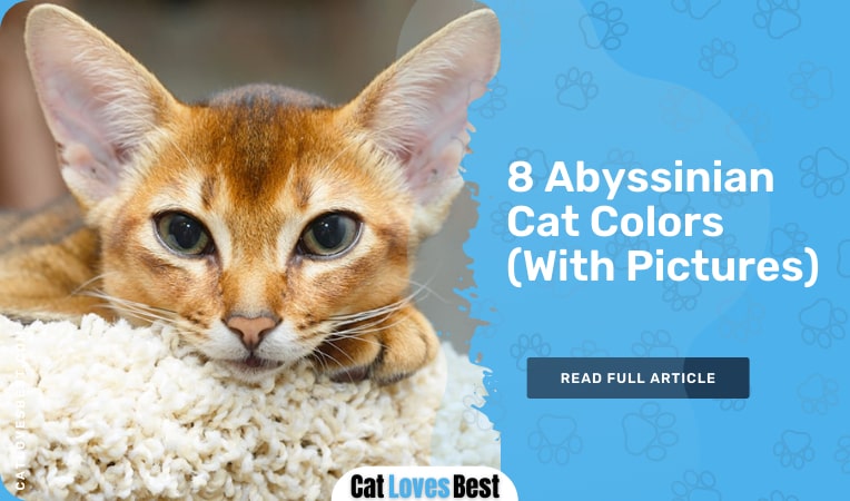 abyssinian cat colors