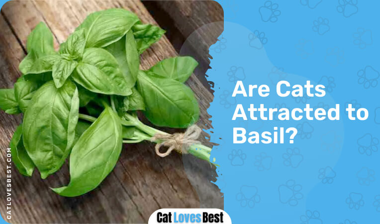 are cats attracted to basil