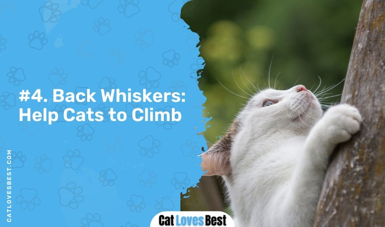 Back Whiskers Help Cats to Climb