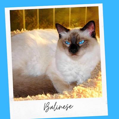 balinese cat breed for emotional support