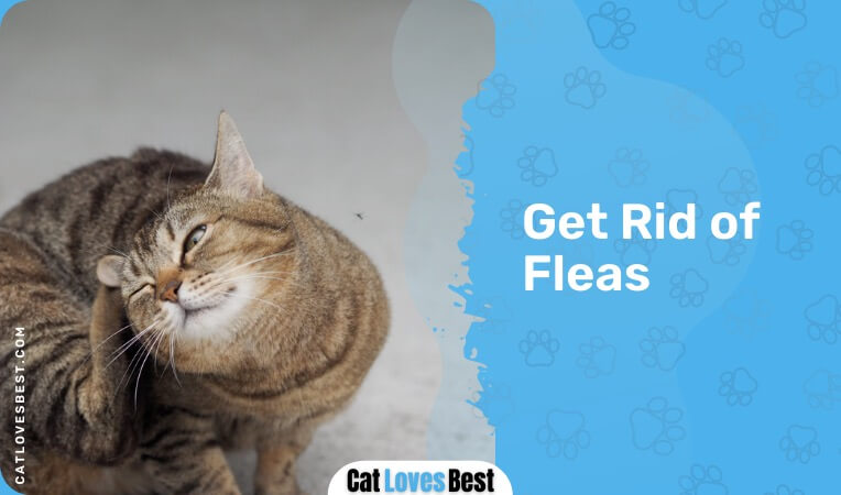 basil can get rid of fleas from cats