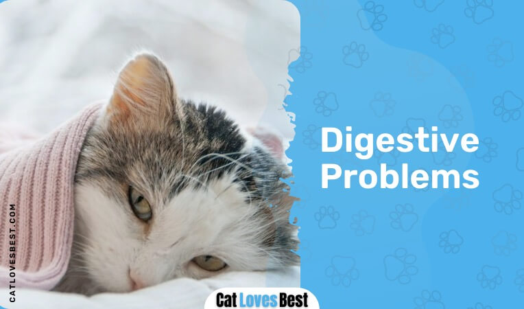 basil can give rise to digestive problems in cats