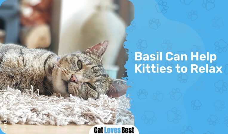 basil can help kitties to relax