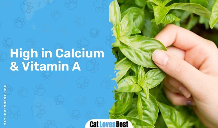 basil is high calcium and vitamin a