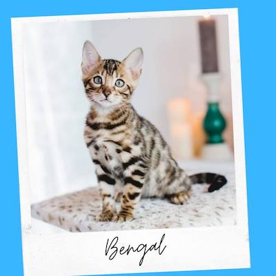 bengal cat for emotional support