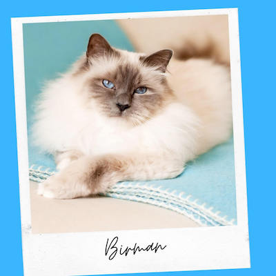 birman cat for emotional support