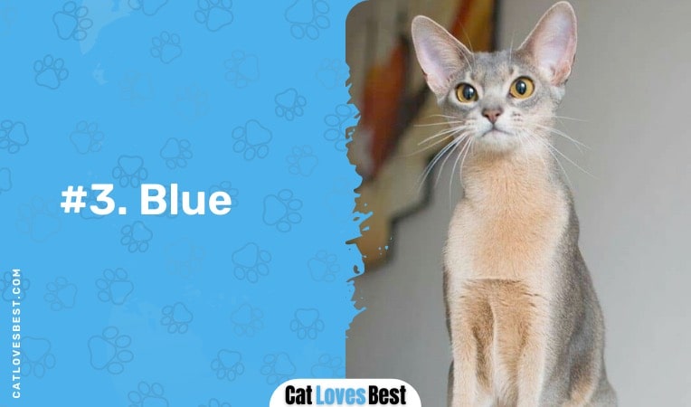 blue abyssinian cat