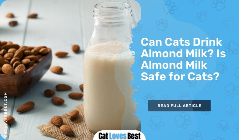 can cats drink almond milk
