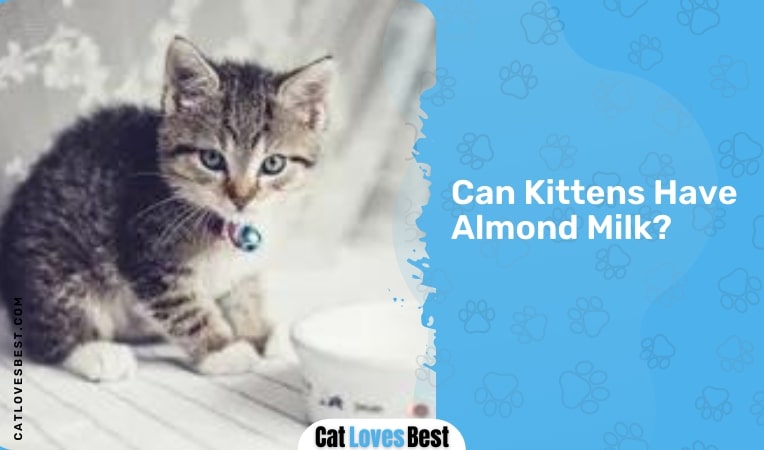 can kittens have almond milk