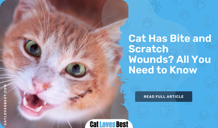 cat has bite and scratch wounds
