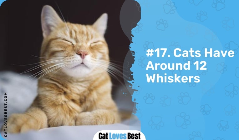Cats Have Around 12 Whiskers