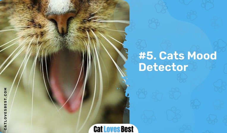 Cats Mood Detector