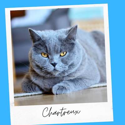 chartreux emotional support cat breed