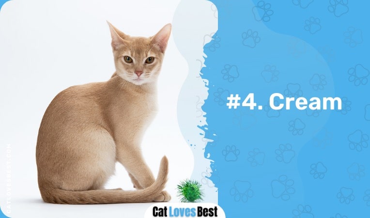 cream color abyssinian cat