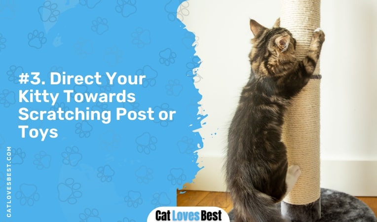 direct your kitty towards scratching post or toys