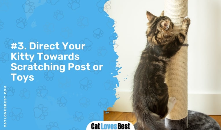 direct your kitty towards scratching post or toys