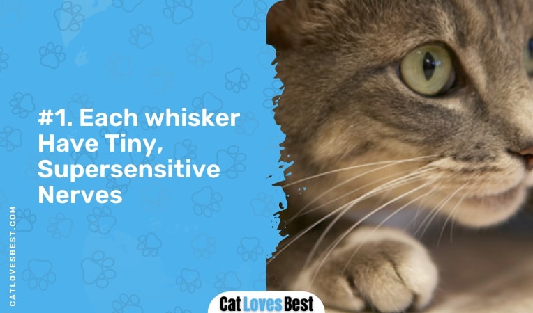 Each Whisker Have Tiny Supersensitive Nerves