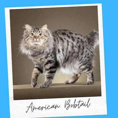 emotional support american bobtail