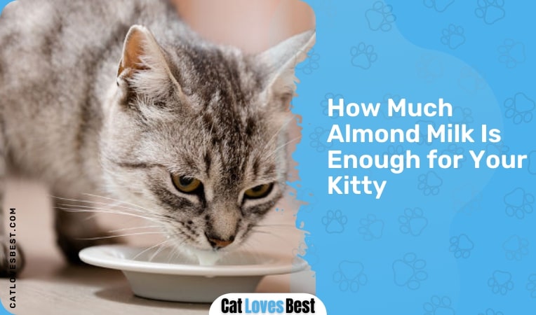 how much almond milk is enough of your kitty