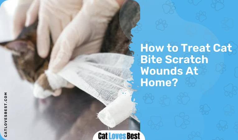 how to treat cat bite scratch and wounds at home
