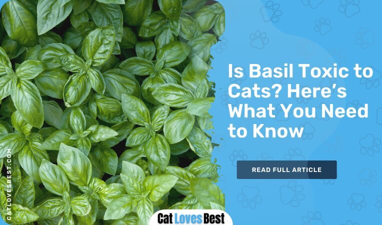 is basil toxic to cats