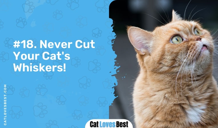 Never Cut Your Cats Whiskers
