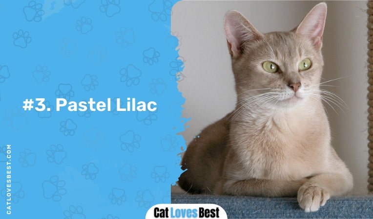 pastel lilac abyssinian cat