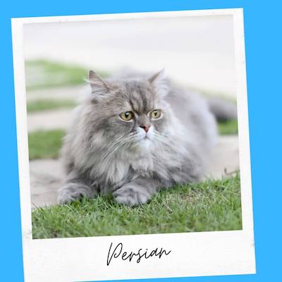 persian cat for support