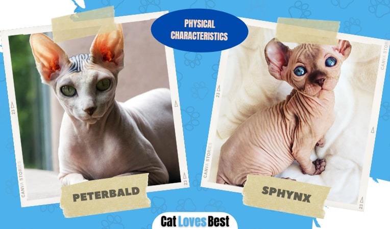 physical characteristic of peterbald and sphynx