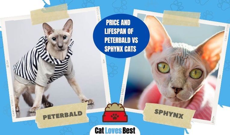 price and lifespan of peterbald and sphynx cats
