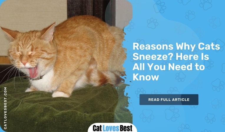 reasons why cats sneeze