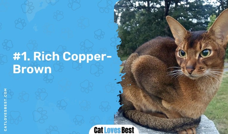rich copper brown colored abyssinian cat