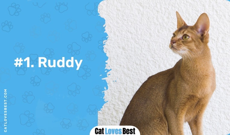 ruddy abyssinian cat