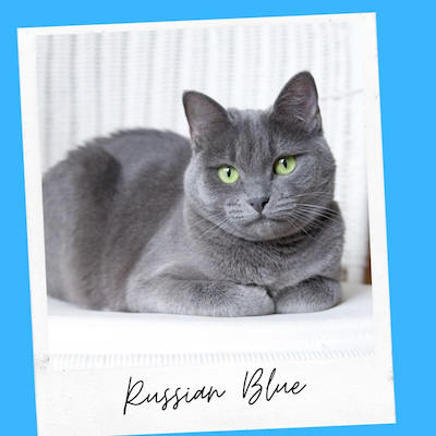 russian blue cat breed for support