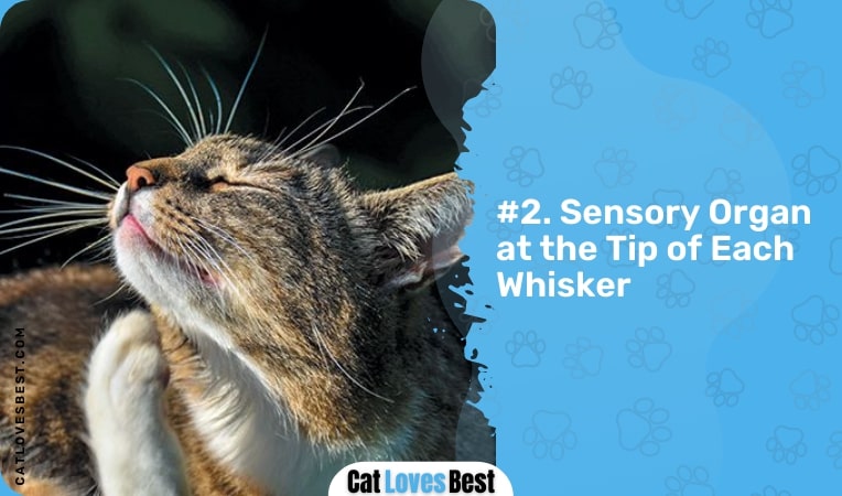 Sensory Organ At the Tip of Each Whisker