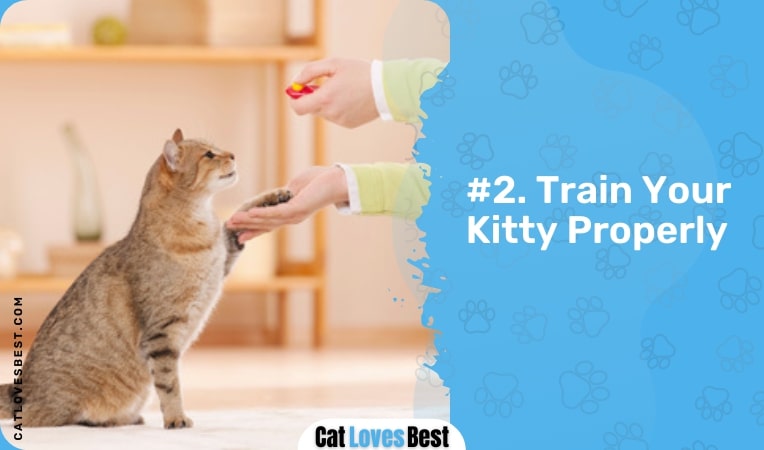 train your kitty properly