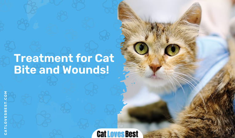 treatment for cat bite and wounds